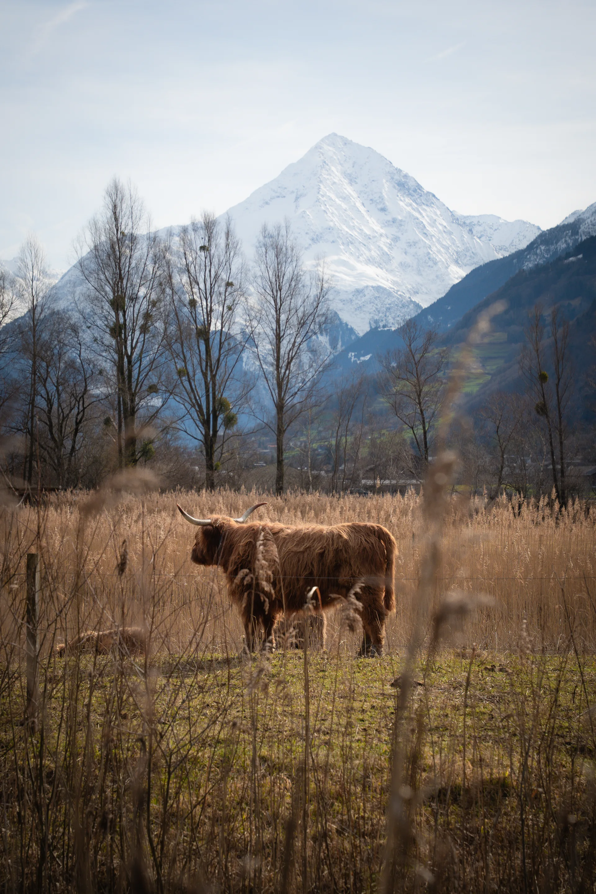 Hochlandrind vor den Bergen