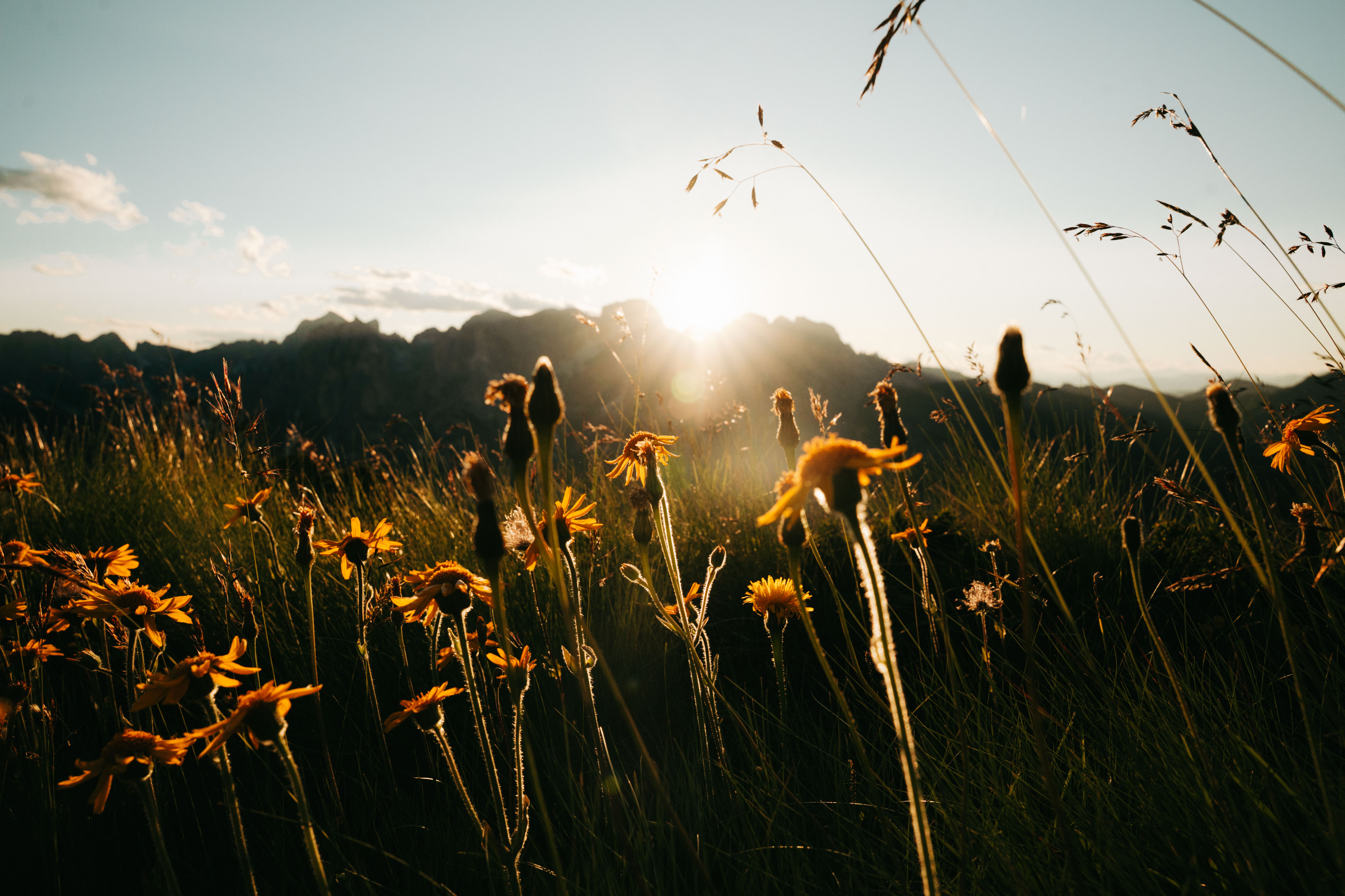 Blumenwiese in den Dolomiten bei Sonnenuntergang
